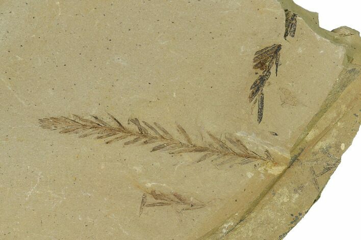 Dawn Redwood (Metasequoia) Fossils - Montana #165246